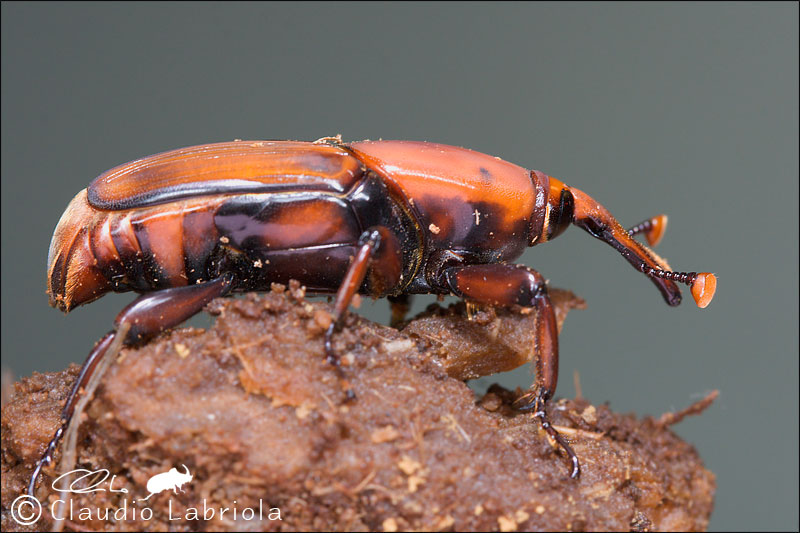 Rhynchophorus ferrugineus (Curculionoidea Dryophthoridae)