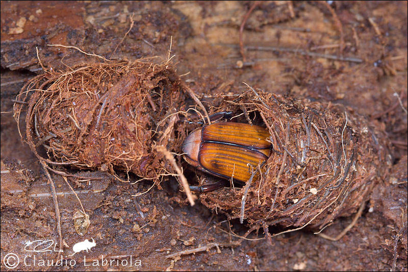 Rhynchophorus ferrugineus (Curculionoidea Dryophthoridae)