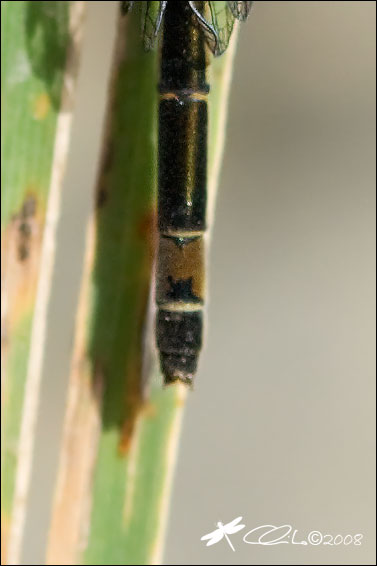 Ischnura elegans - Coenagrionidae