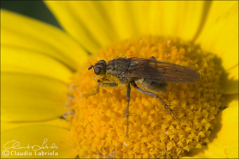 Scathophaga stercoraria - Scathophagidae.
