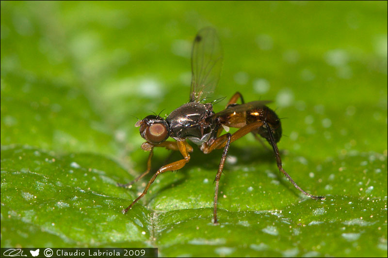 Sepsis sp. - Sepsidae