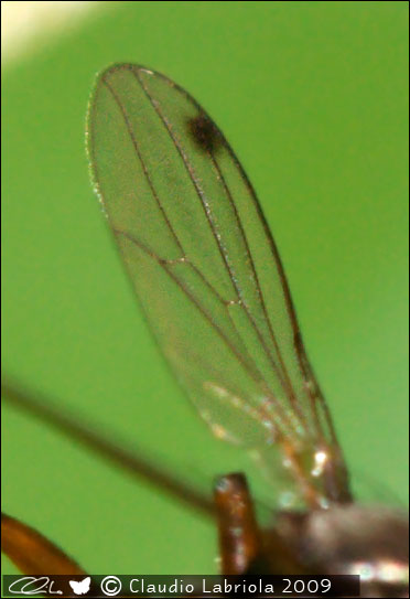 Sepsis sp. - Sepsidae