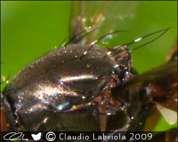 Sepsis sp. - Sepsidae