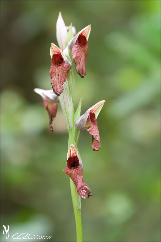 Serapias  cordigera