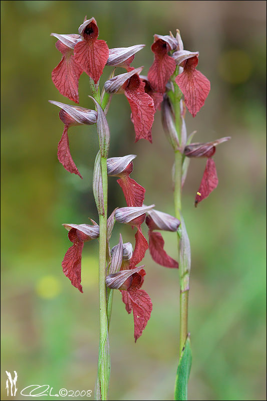 Serapias  cordigera