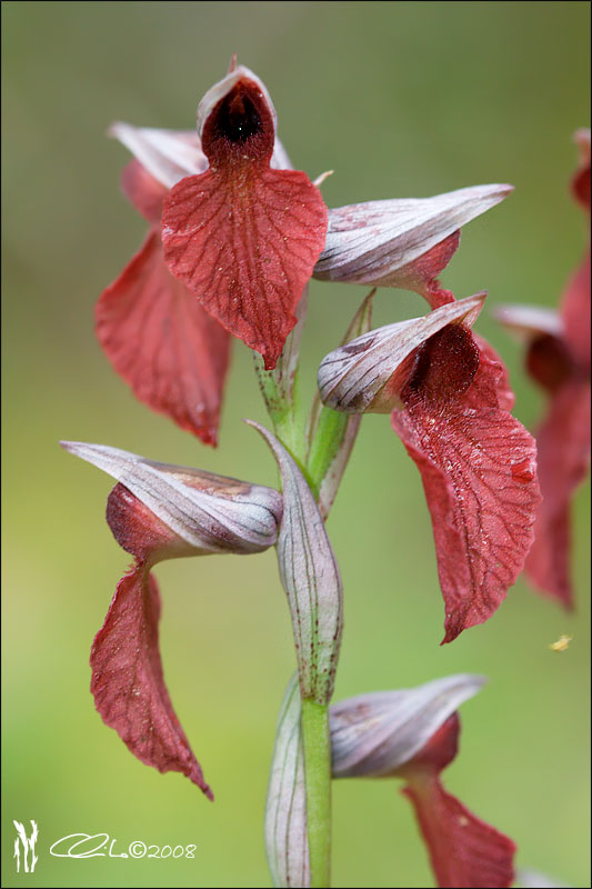 Serapias  cordigera