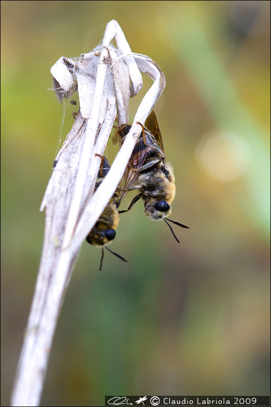 Stratiomys longicornis - Stratiomyidae