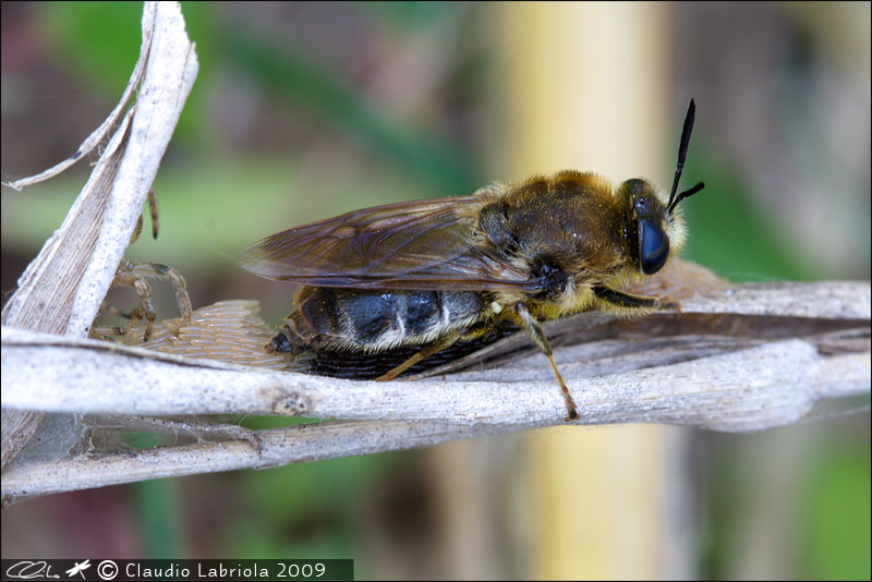 Stratiomys longicornis - Stratiomyidae