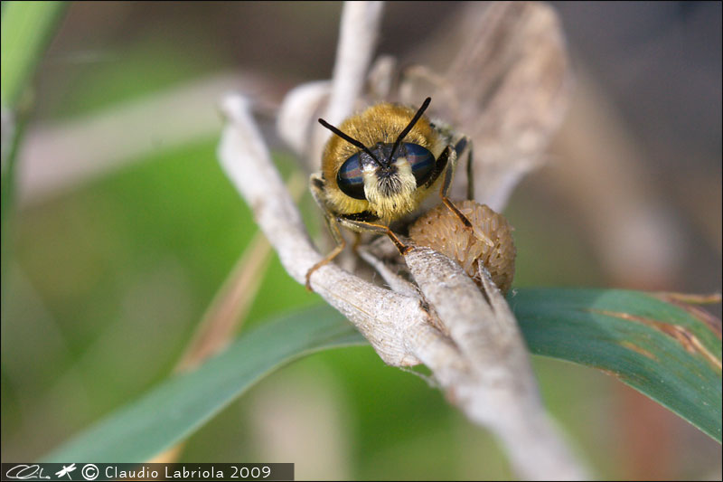 Stratiomys longicornis - Stratiomyidae