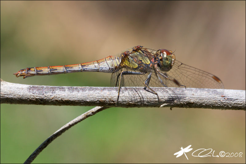 Sympetrum striolatum,femmina