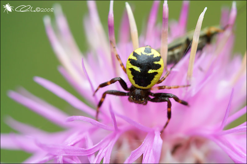 Synema globosum - Thomisidae