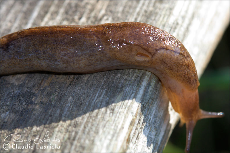 Tandonia sowerbyi