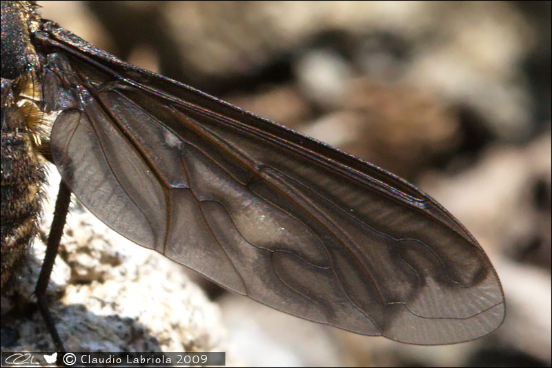 Heteralonia megerlei (Bombyliidae)