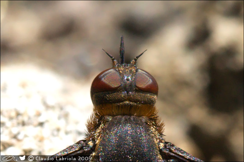 Heteralonia megerlei (Bombyliidae)