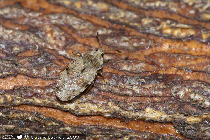 Tingidae: Tingis cardui del Vesuvio