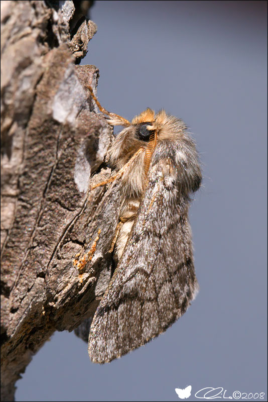 Thaumetopoea pityocampa ([Denis & Schiffermller], 1775)