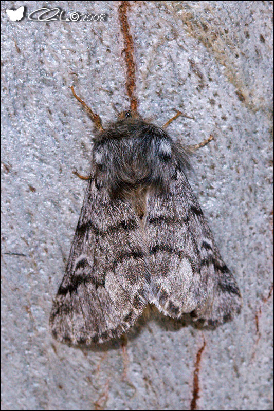 Thaumetopoea pityocampa ([Denis & Schiffermller], 1775)