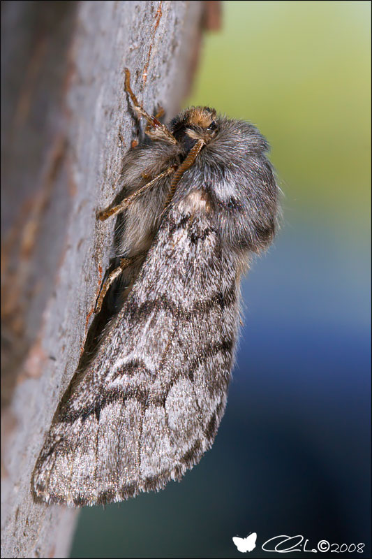 Thaumetopoea pityocampa ([Denis & Schiffermller], 1775)