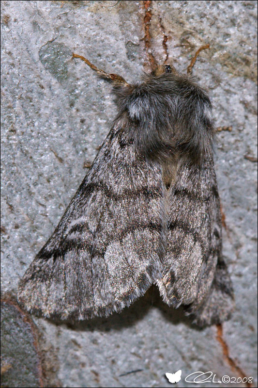 Thaumetopoea pityocampa ([Denis & Schiffermller], 1775)