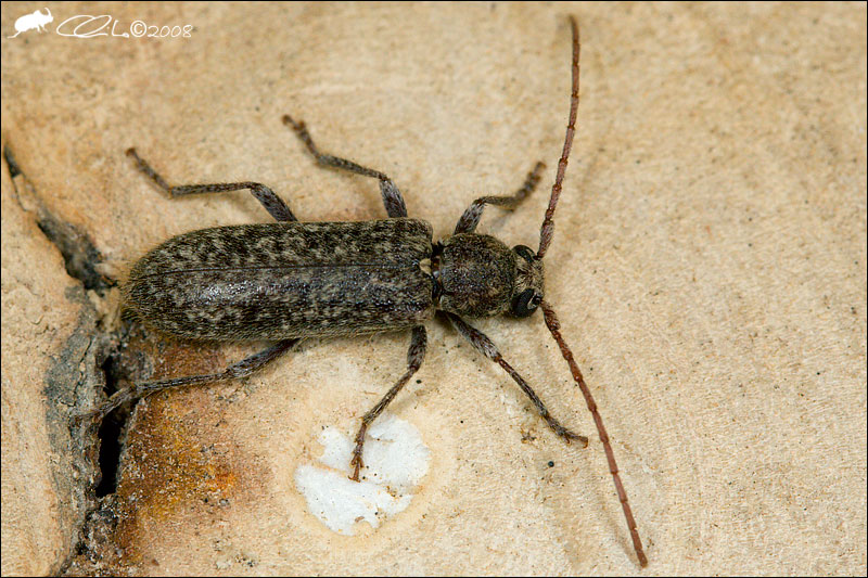 Trichoferus (Cerambycidae) sul Vesuvio