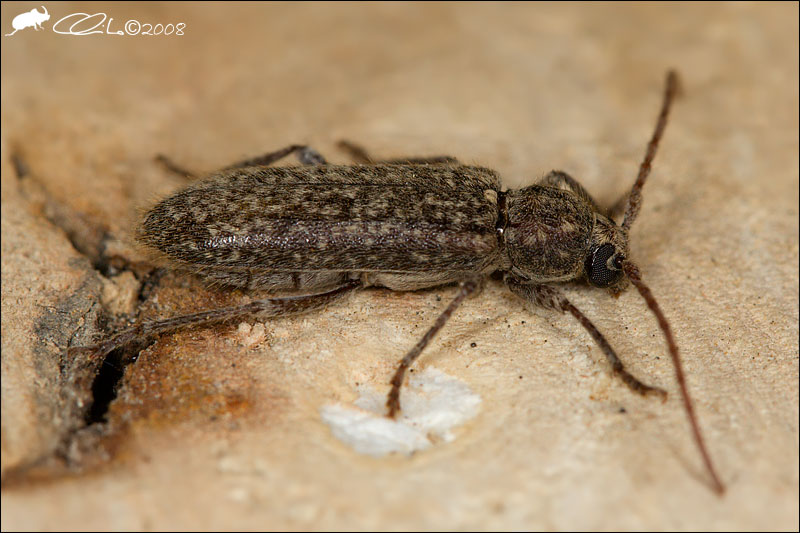 Trichoferus (Cerambycidae) sul Vesuvio