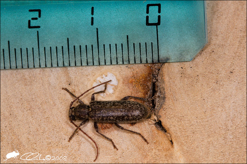 Trichoferus (Cerambycidae) sul Vesuvio