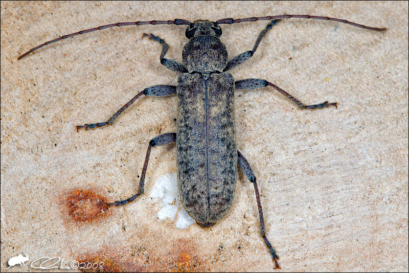 Trichoferus (Cerambycidae) sul Vesuvio