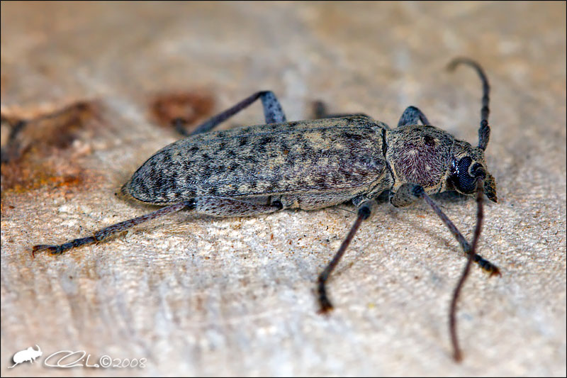 Trichoferus (Cerambycidae) sul Vesuvio