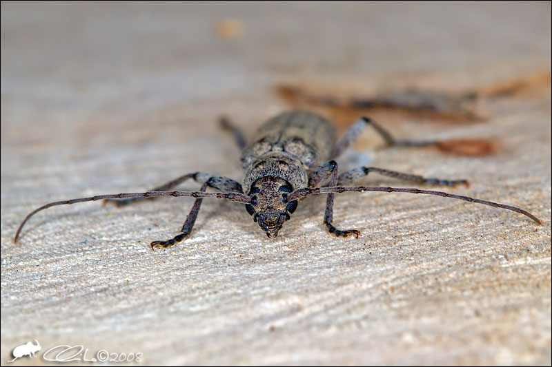 Trichoferus (Cerambycidae) sul Vesuvio