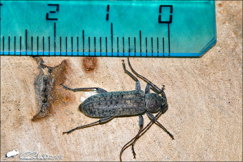 Trichoferus (Cerambycidae) sul Vesuvio