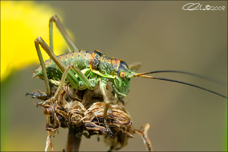 Uromenus elegans - Bradyporidae