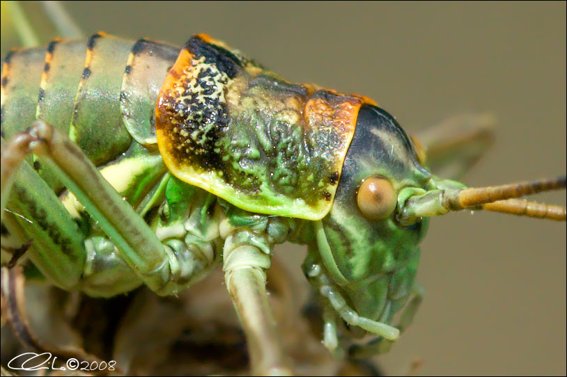 Uromenus elegans - Bradyporidae