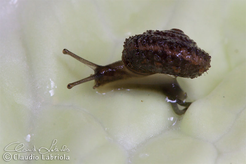 Papillifera bidens (bidens) e Xerotricha conspurcata