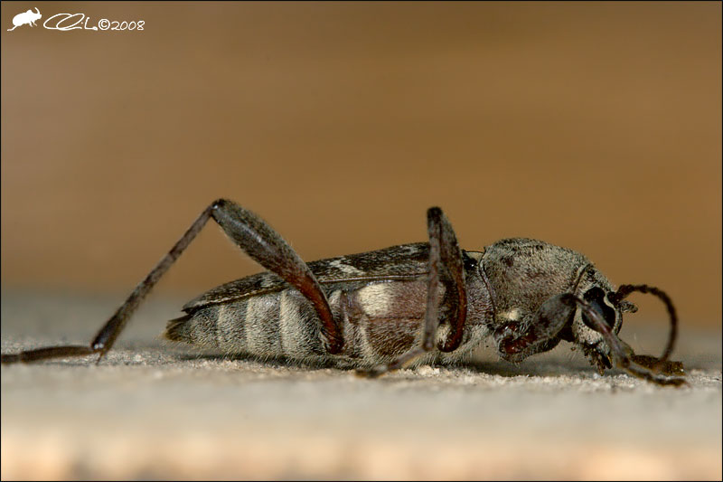 Xylotrechus stebbingi sul Vesuvio