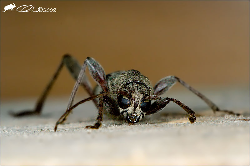 Xylotrechus stebbingi sul Vesuvio