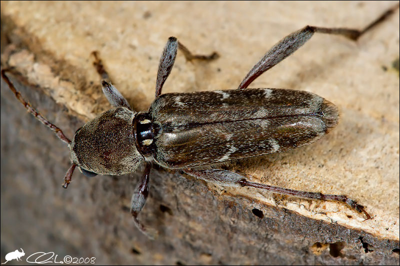 Xylotrechus stebbingi sul Vesuvio