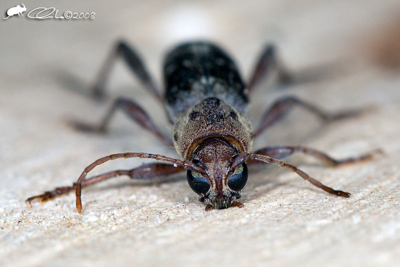 Xylotrechus stebbingi sul Vesuvio