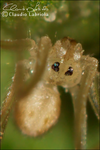 Disposizione degli occhi nei ragni