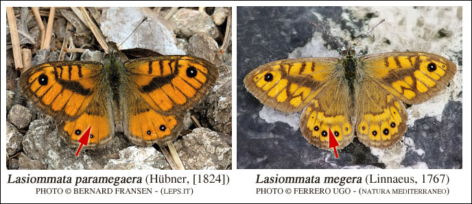 farfalla da determinare - Lasiommata paramegaera