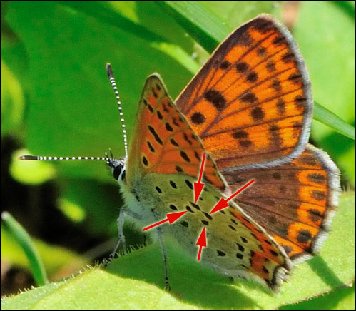 Lycaena tityrus (femmina)