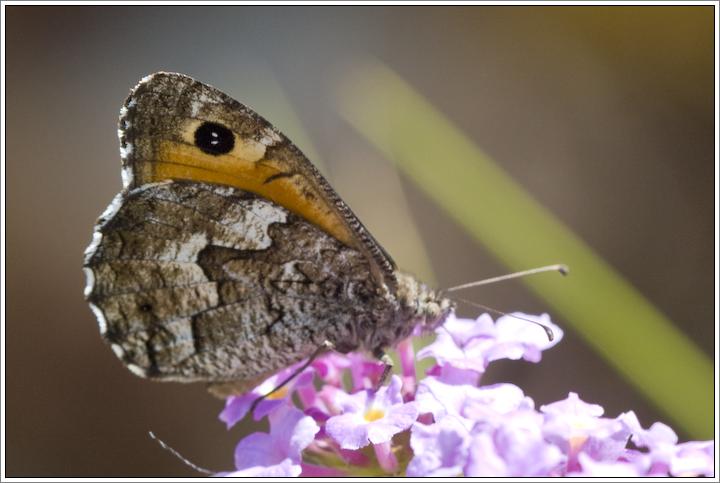 Hipparchia (Parahipparchia) aristaeus