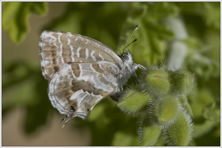 Cacyreus marshalli
