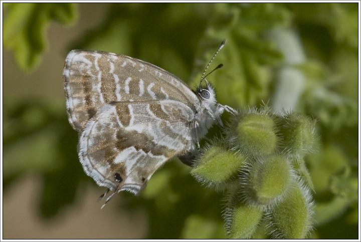 Cacyreus marshalli