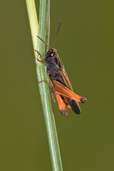 Acrididae: Omocestus rufipes