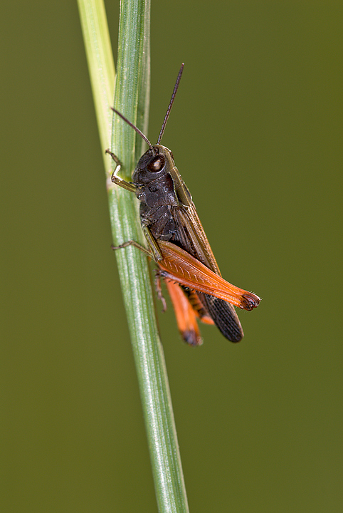Acrididae: Omocestus rufipes
