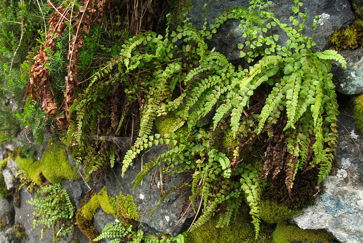 Pteridofite varie