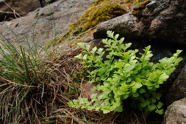 Pteridofite varie
