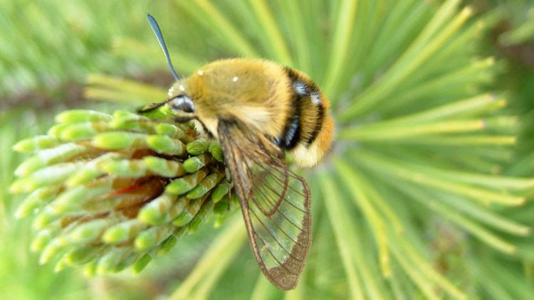 Hemaris tityus