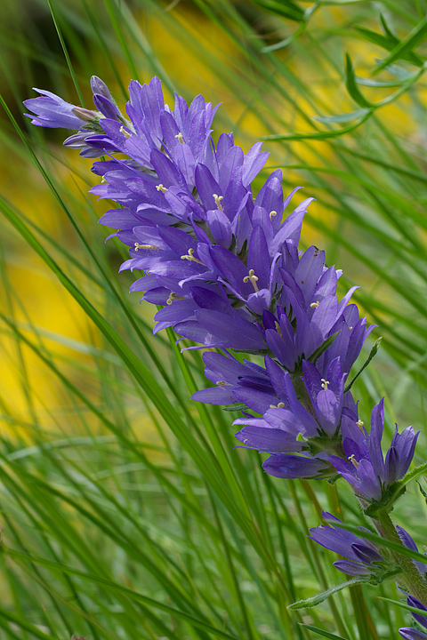 Campanula spicata / Campanula spigata