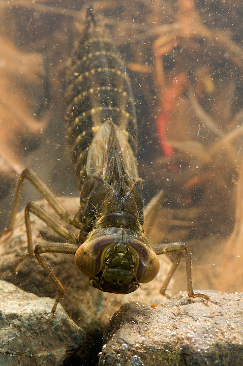 Larva di zigottero con maschera - Aeshna cyanea